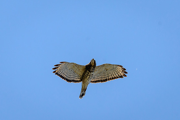 Broad-winged Hawk