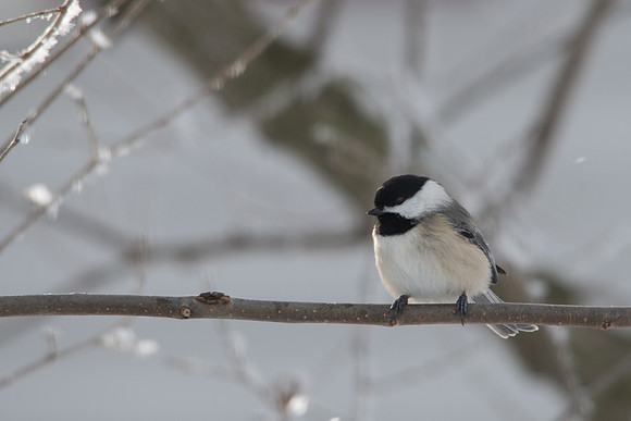 Black-capped Chickadee