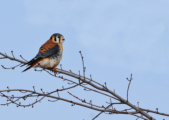 American Kestrel
