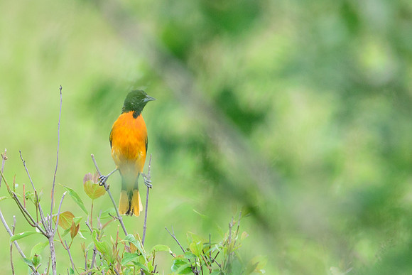 Baltimore Oriole