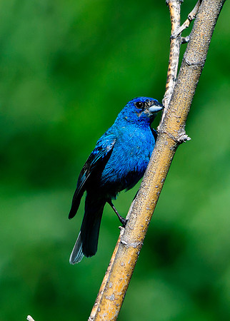 Indigo Bunting