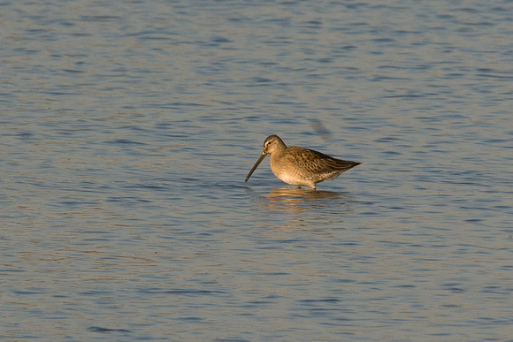 Short-billed Dowitcher
