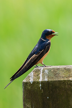 Barn Swallow