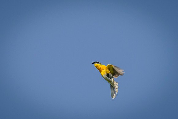 Yellow-breasted Chat