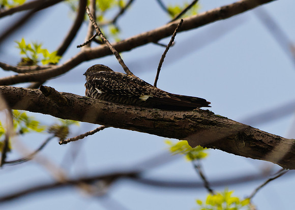 Common Nighthawk; Magee Marsh, Lake Erie OH