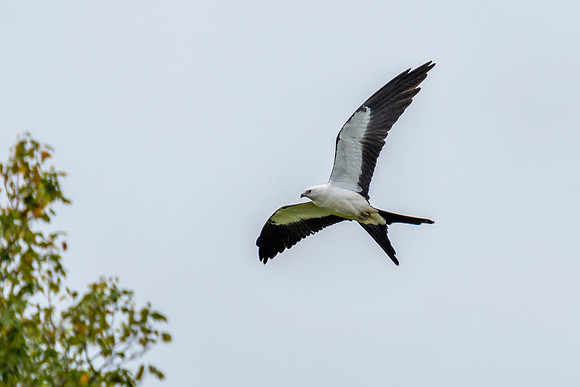 Swallow-tailed Kite