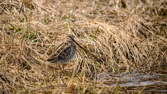 Wilson's Snipe, Killdeer Plains Wildlife Area, Meeker, Ohio