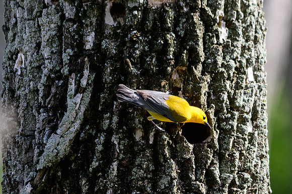 Prothonotary Warbler