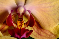 Franklin Park Conservatory Orchid Show 2013