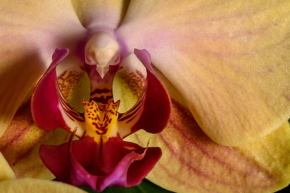Yellow Orchid