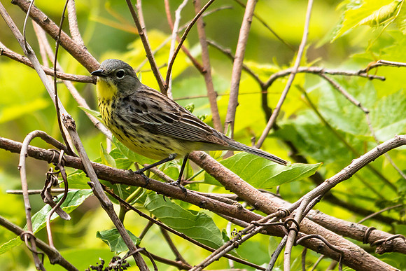 Kirtland's Warbler; Magee Marsh, Lake Eire Ohio