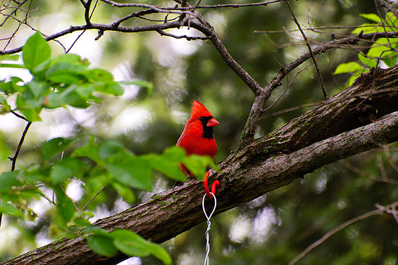 Northern Cardinal; Male