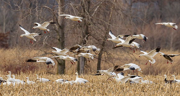 Mixed Winter Geese Landing 7