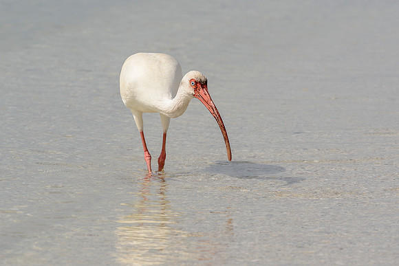 White Ibis