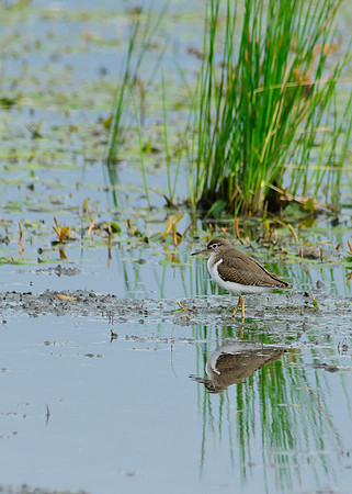 Solitary Sandpiper