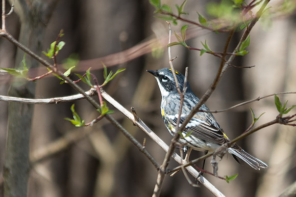 Yellow-rumped Warbler