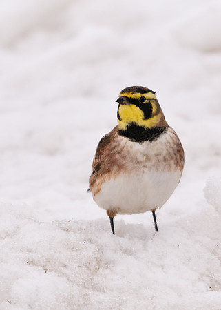 Horned Lark