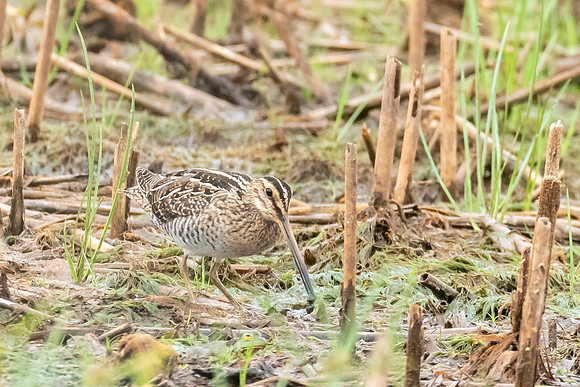 Wilson's Snipe