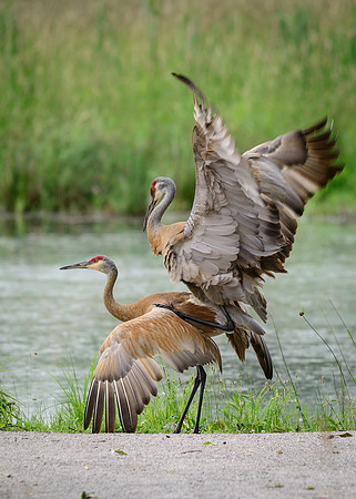 Sandhill Crane Pair