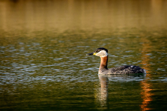 Red-necked Grebe