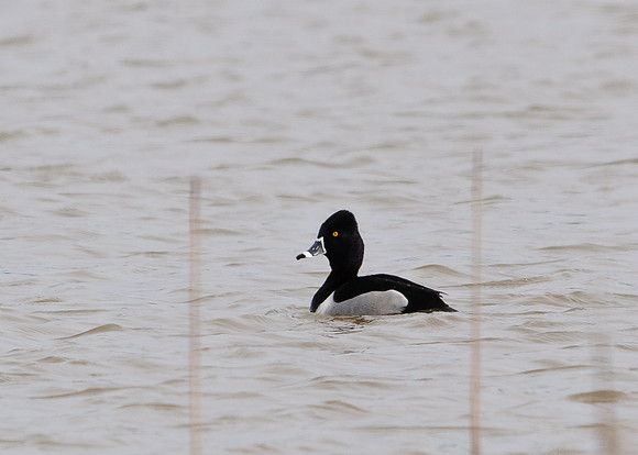 Ring Neck Duck; Big Island Wildlife Area, Marion Ohio