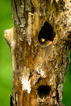 Prothonotary Warbler