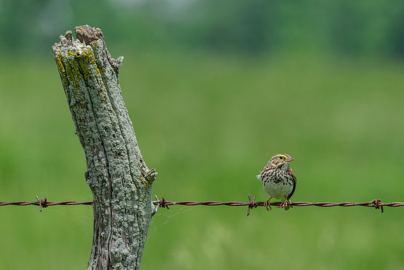 Savannah Sparrow