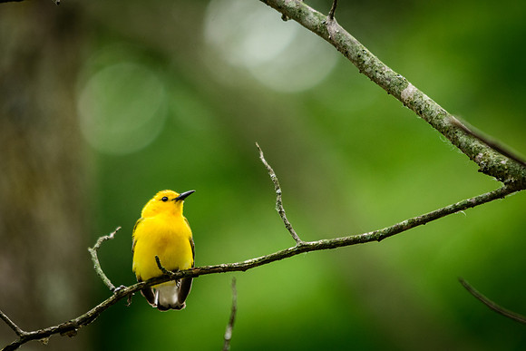 Prothonotary Warbler