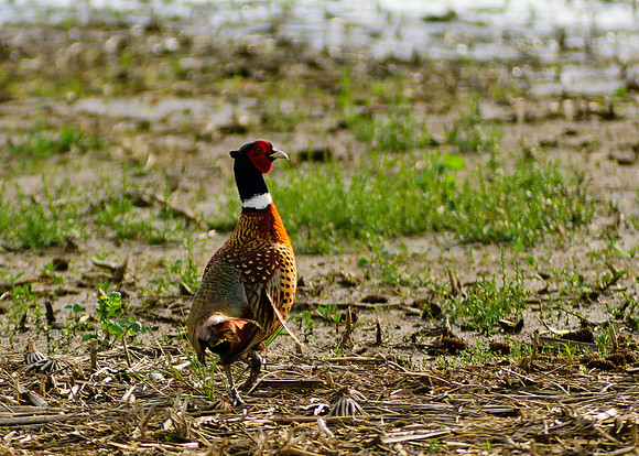 Ring-necked Pheasant