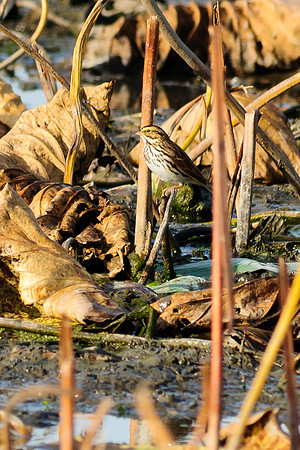 Savannah Sparrow