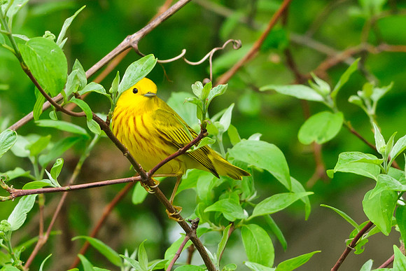 Yellow Warbler ; Magee Marsh, Lake Erie OH