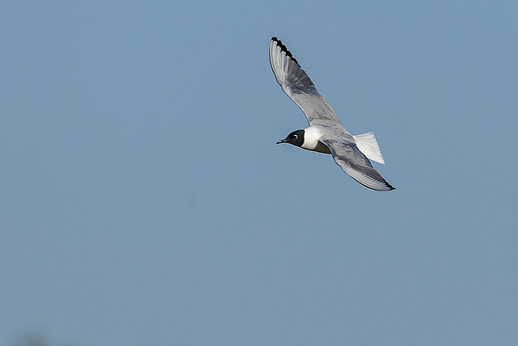 Bonaparte's Gull