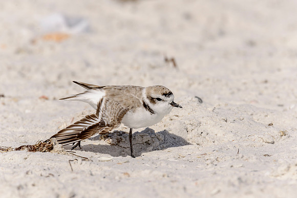Snowy Plover