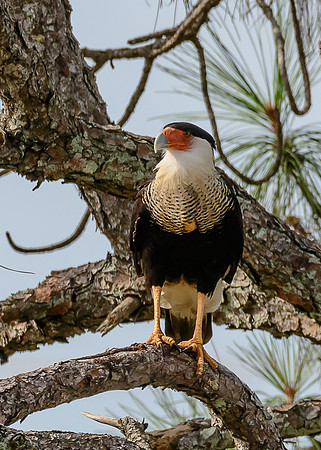 Crested Caracara