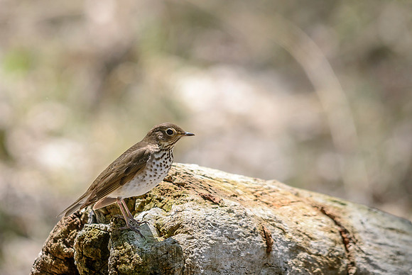Swainson's Thrush; Magee Marsh, Lake Erie, Ohio