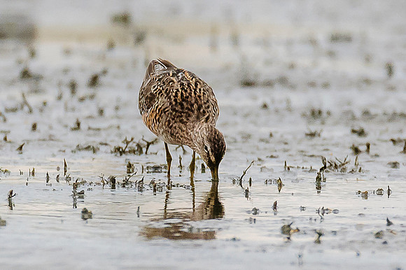 Short-billed Dowitcher