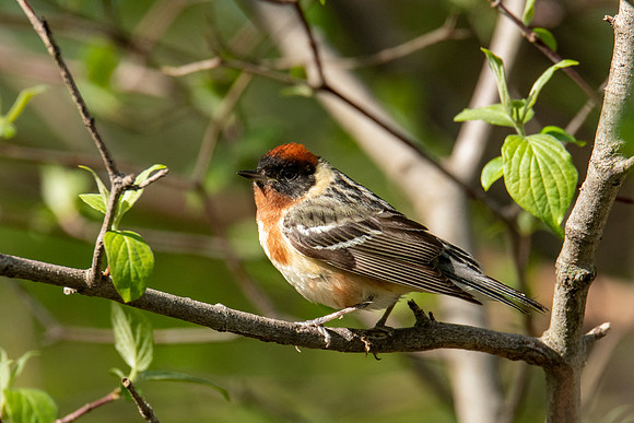 Bay-breasted Warbler