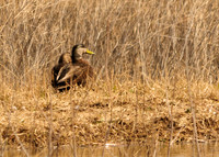 American Black Duck