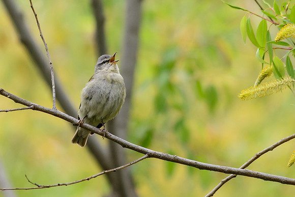 Tennessee Warbler
