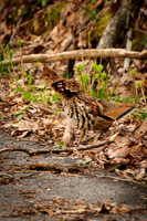 Ruffed Grouse