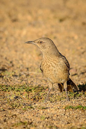 Curve-billed Thrasher