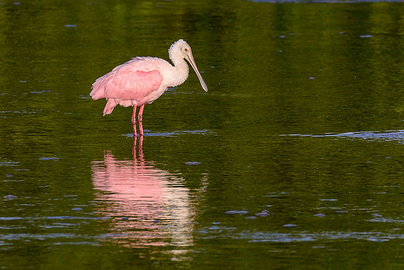 Roseate Spoonbill
