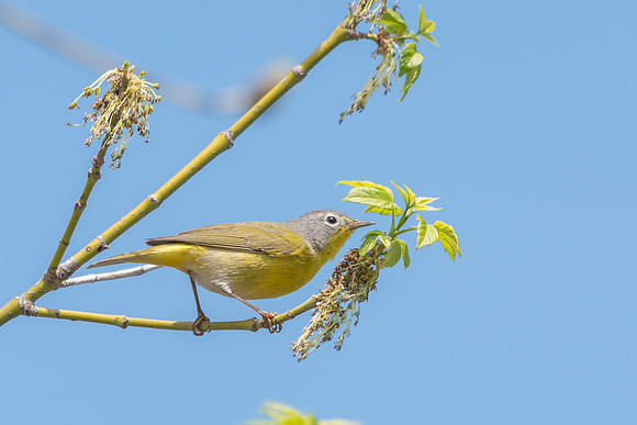 Nashville Warbler