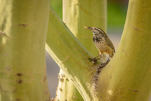 Cactus Wren