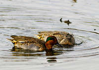 Green-winged Teal