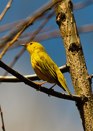 Yellow Warbler; Lawrence Woods, Kenton OH