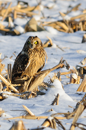 Short-eared Owl