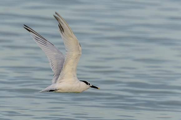 Sandwich Tern