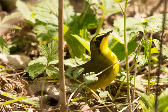 Kentucky Warbler
