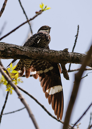 Common Nighthawk; Magee Marsh, Lake Erie OH